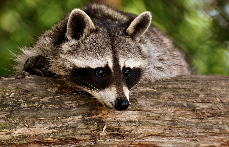 Raccoon on limb